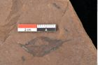 Foto (Detailsansicht) von Quercus palaeoilex Ettingshausen (NHMW-GEO-2024-0188-0868)
